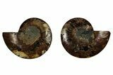 Cut & Polished, Agatized Ammonite Fossil - Madagascar #344094-1